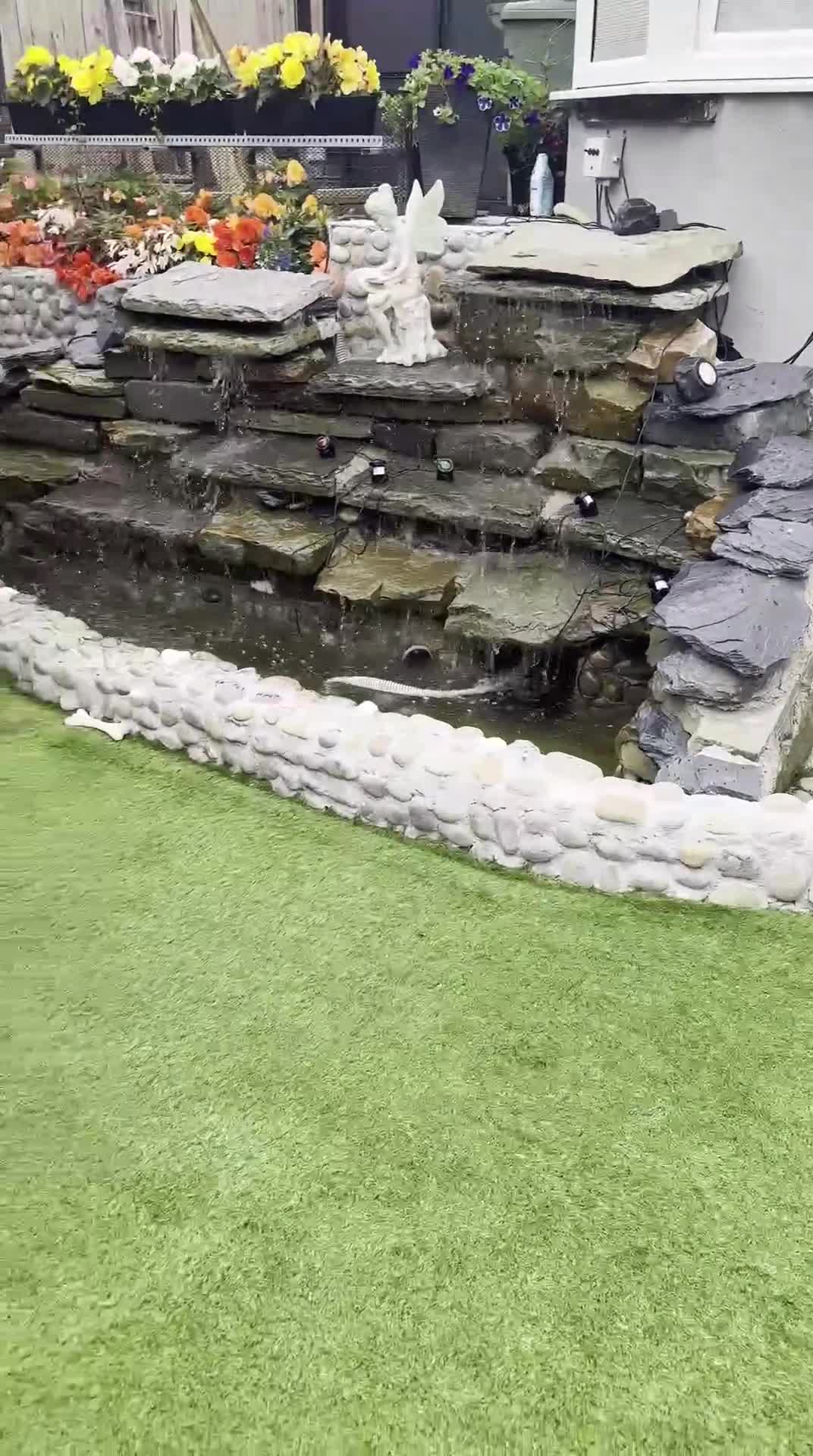 Bichon Frise dogs for stud: Bichon frise for stud - Video 1