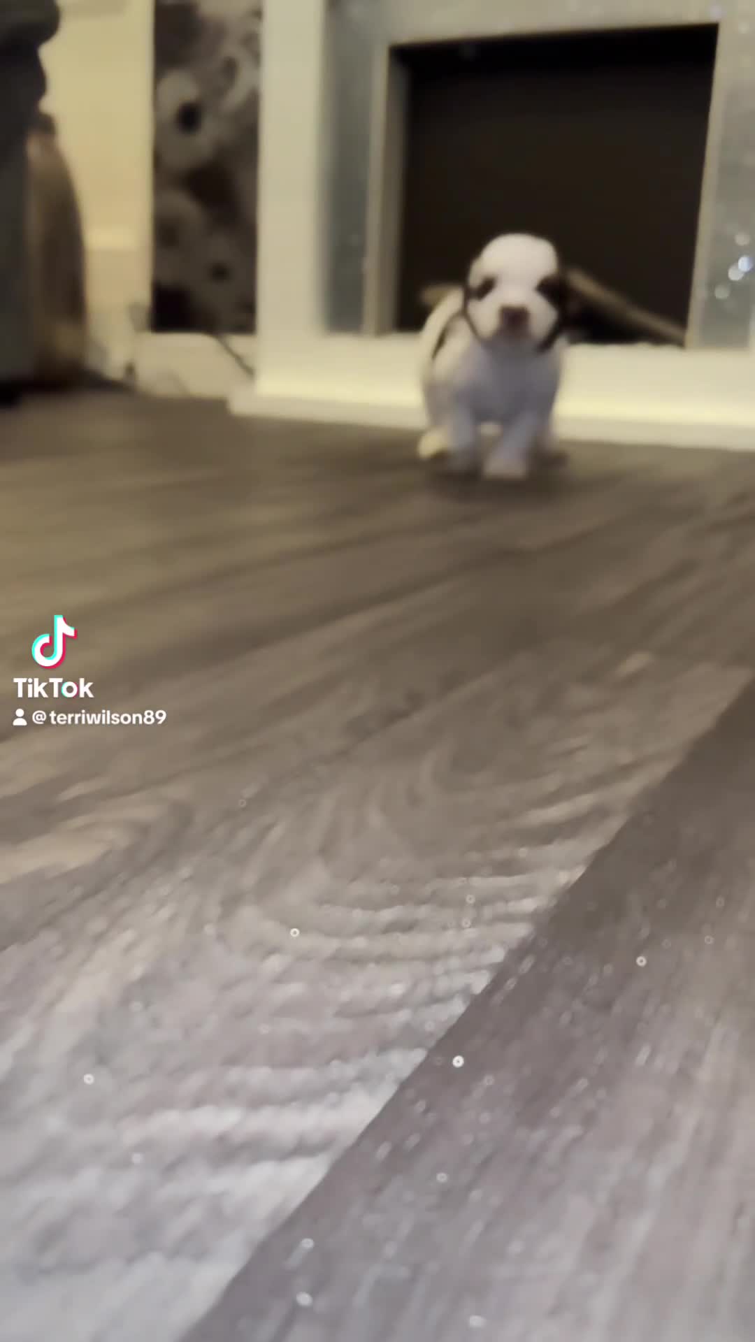Cockapoo dogs for sale: Miniature Cockapoo Multi Generation  in Darwen - Video 3