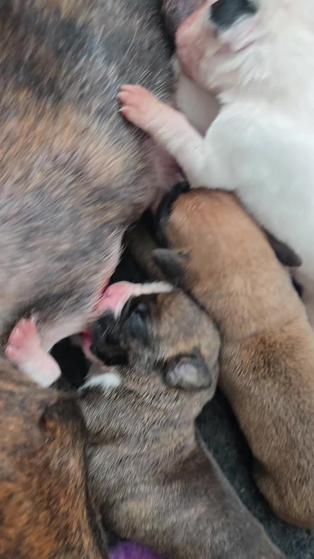 Boxer dogs for sale:  Only 2 girls left... 🥰 - Video 1