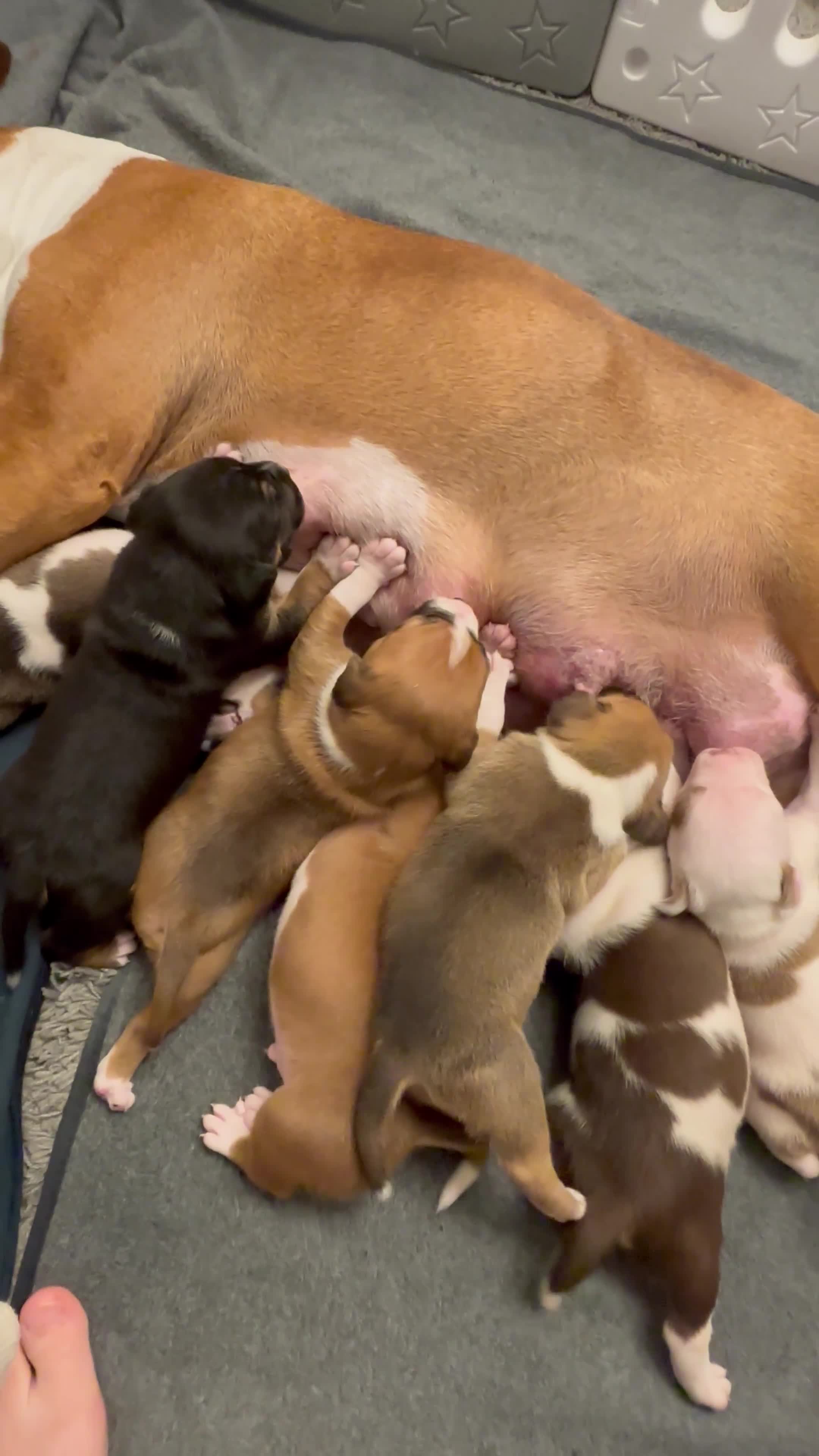 Staffordshire Bull Terrier dogs for sale: Staffordshire bull terrier puppies in Worksop - Video 1