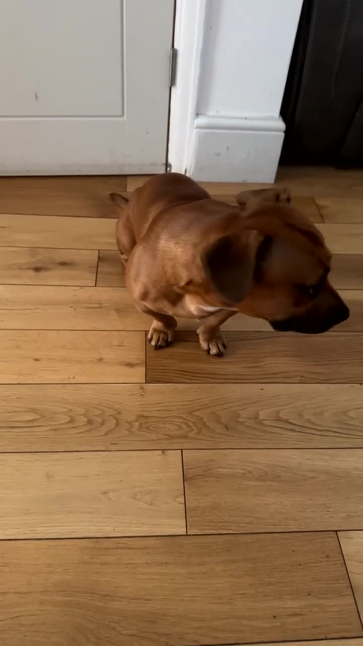 Mixed Breed dogs for stud: Miniature Dachshund cross French Bulldog Stud in Feltham - Video 1
