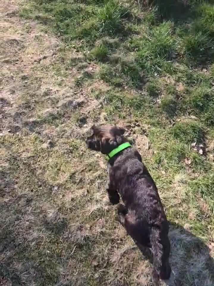 Mixed Breed dogs for sale: Froodle  - Video 1