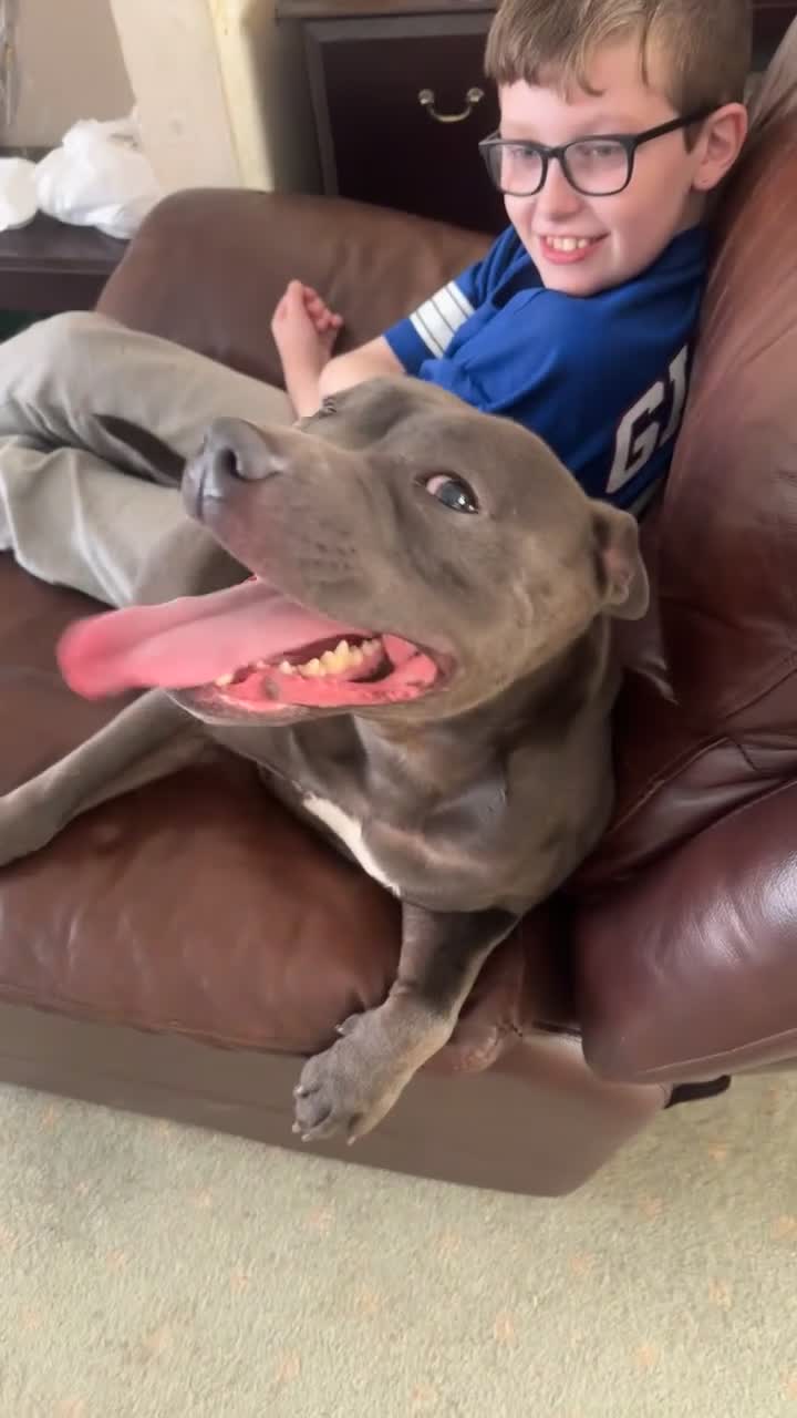 Staffordshire Bull Terrier dogs for sale: Blue staffy Rex  - Video 3