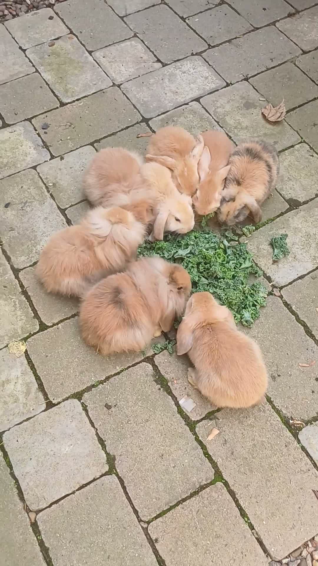Lionhead rabbits for sale: Rabbits  - Video 2