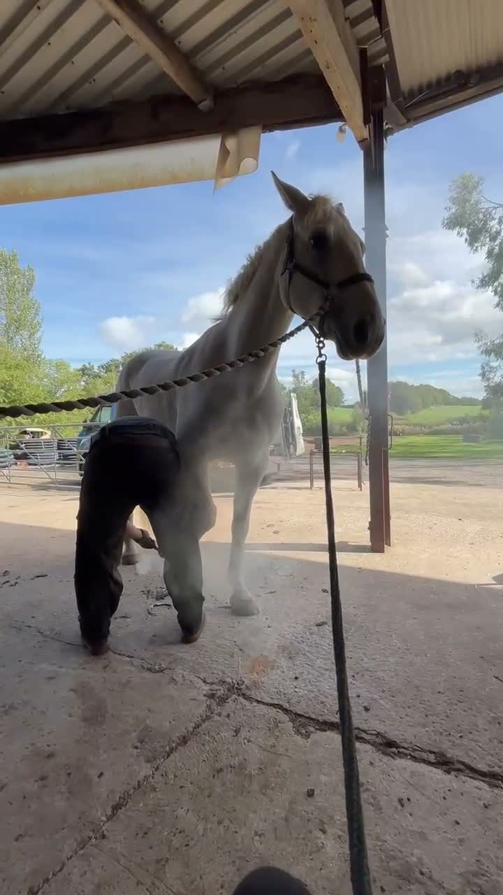 Connemara horses for sale: Misty 15.2 9yr old Connie gelding in Wrexham - Video 2