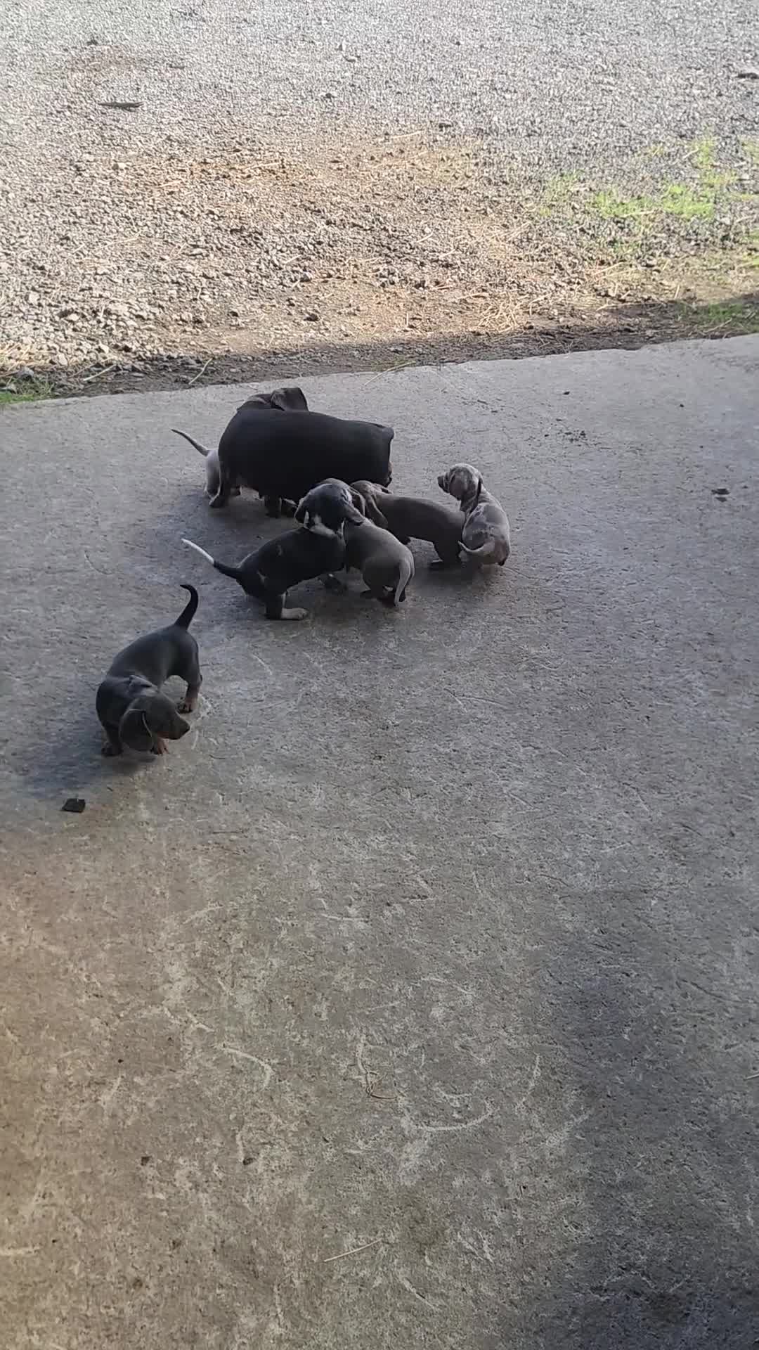 Miniature Dachshund dogs for sale: Isabella Miniature dachshund puppies  - Video 1