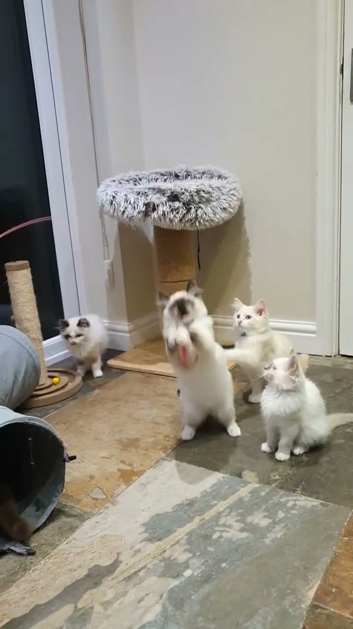Ragdoll cats for sale: 💖Beautiful GCCF Registered Ragdoll Kittens. - Video 1