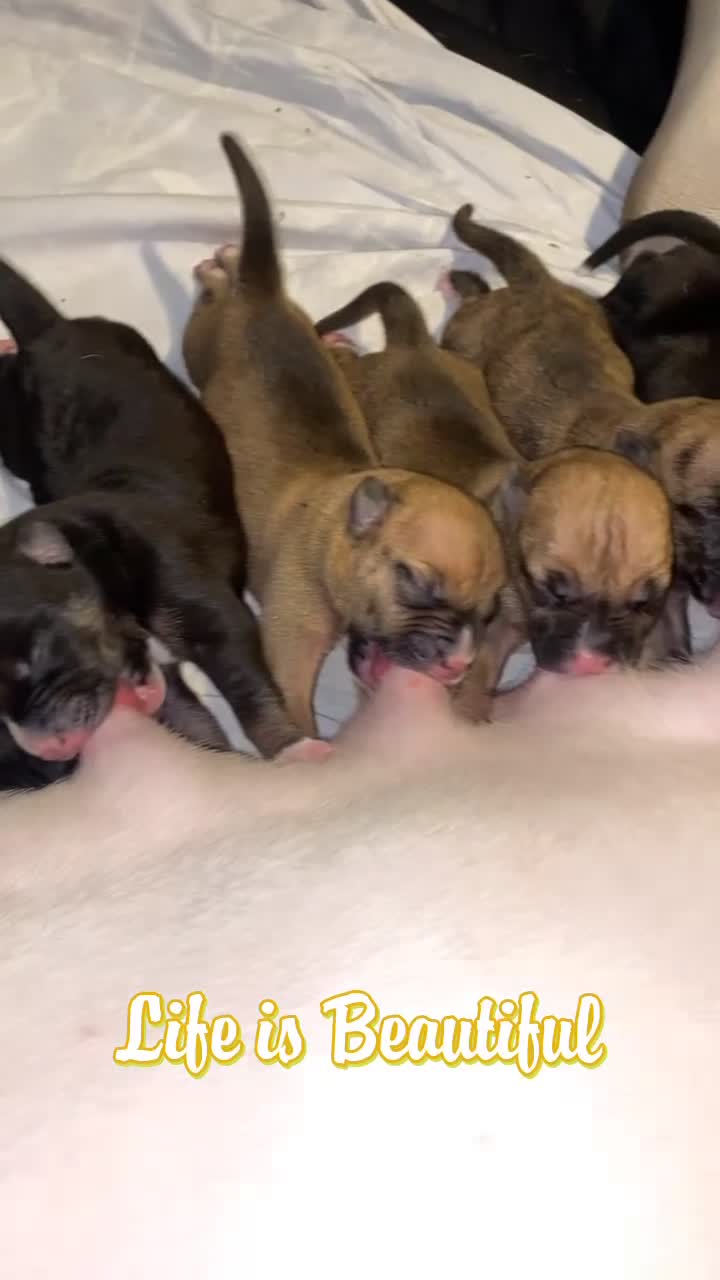 Mixed Breed dogs for sale: Bullherder puppies  - Video 3