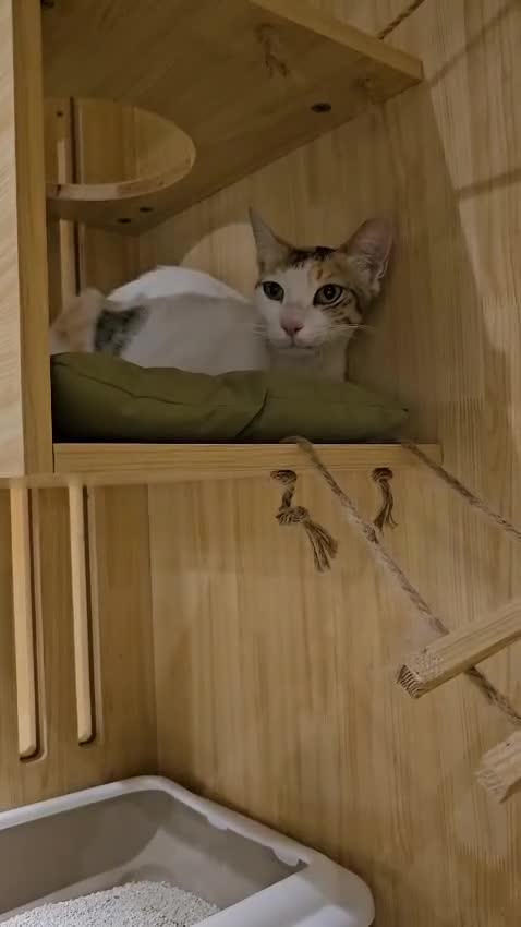 Mixed Breed cats for adoption: WE NEED AN EXPERIENCED THAT WANTS A REAL RESCUE - Video 3