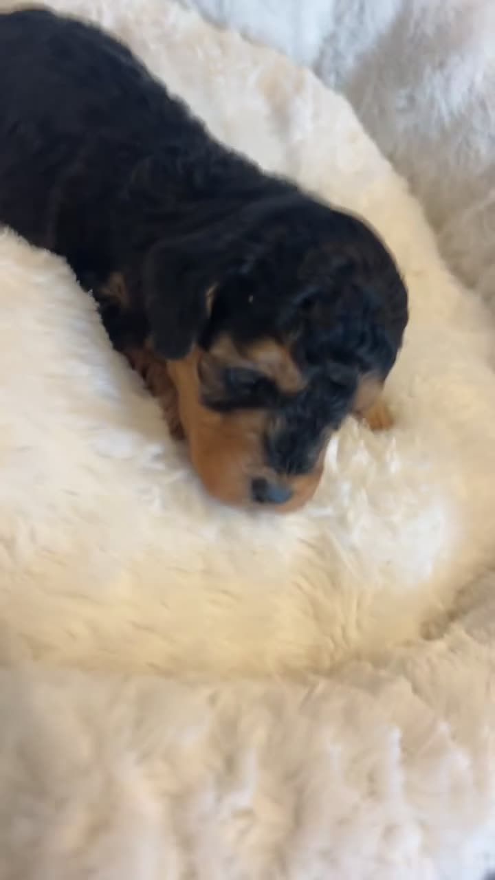 Cockapoo dogs for sale: Toy miniature cockapoo puppy’s  - Video 2