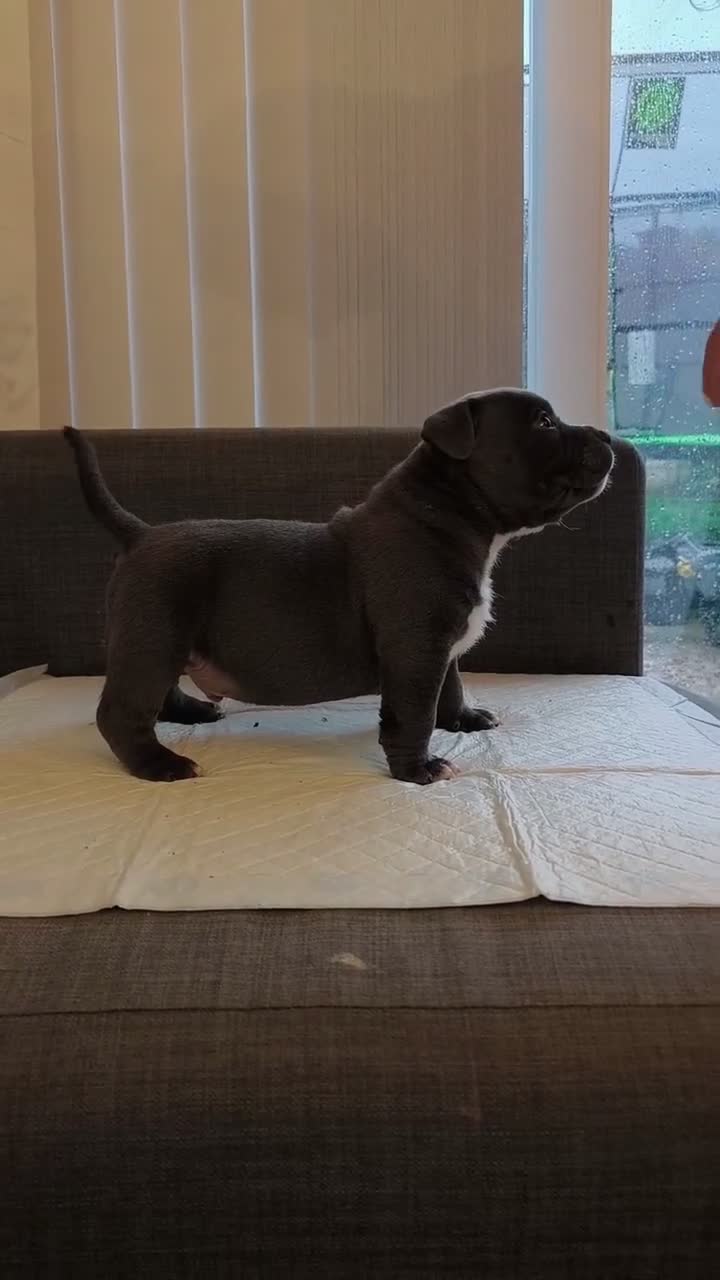 American Bully dogs for sale: American Bully Pocket Puppies ready for new Homes - Video 5