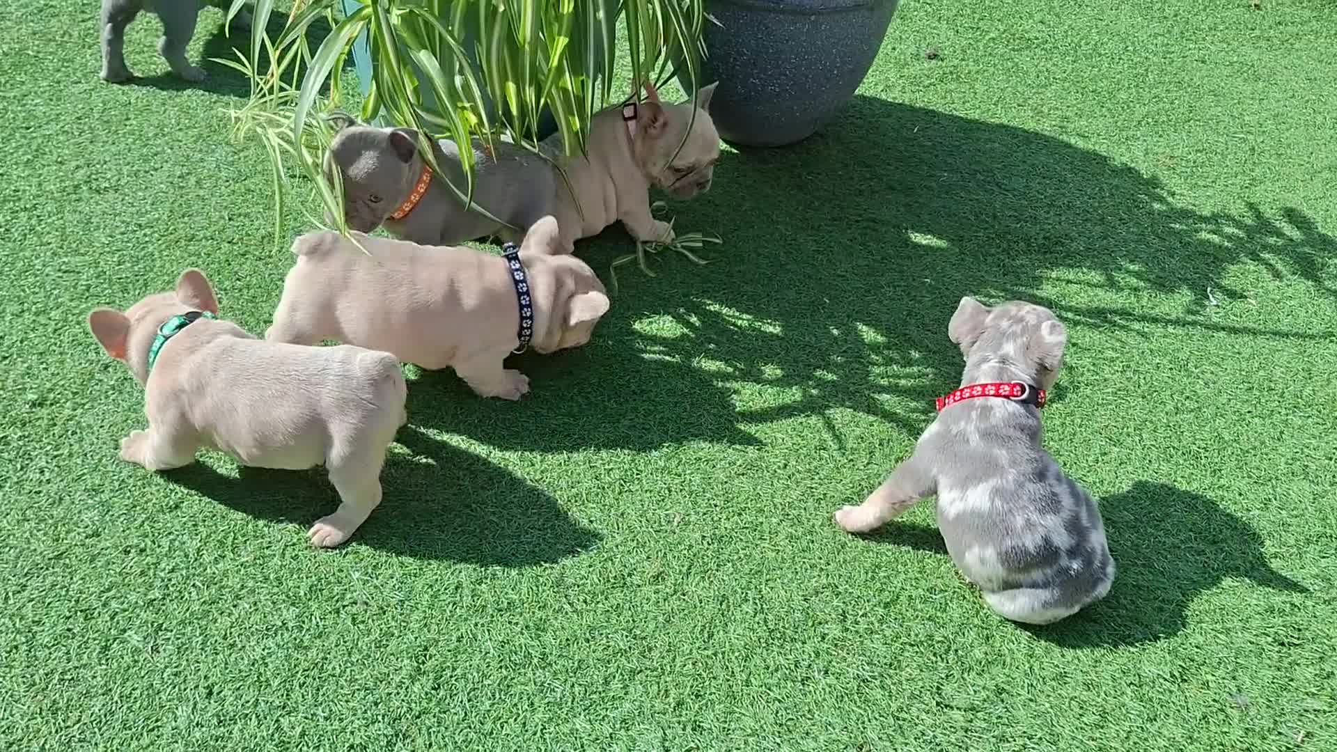 French Bulldog dogs for sale: 🏡 Gorgeous french puppies 🐶  - Video 1