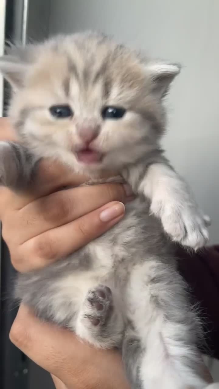 Scottish Fold cats for sale: ❤️ Persian Fold Rare Mix ❤️ - Video 2