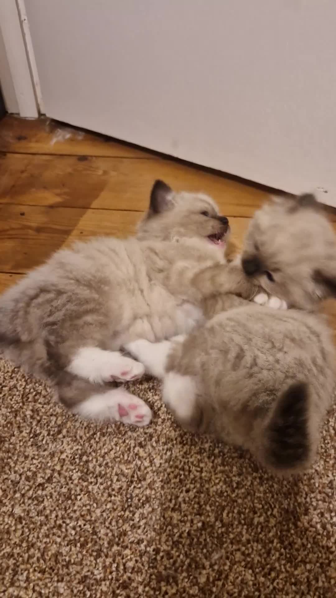 Ragdoll cats for sale: Pure-bred Ragdoll kittens in Gunnislake - Video 1