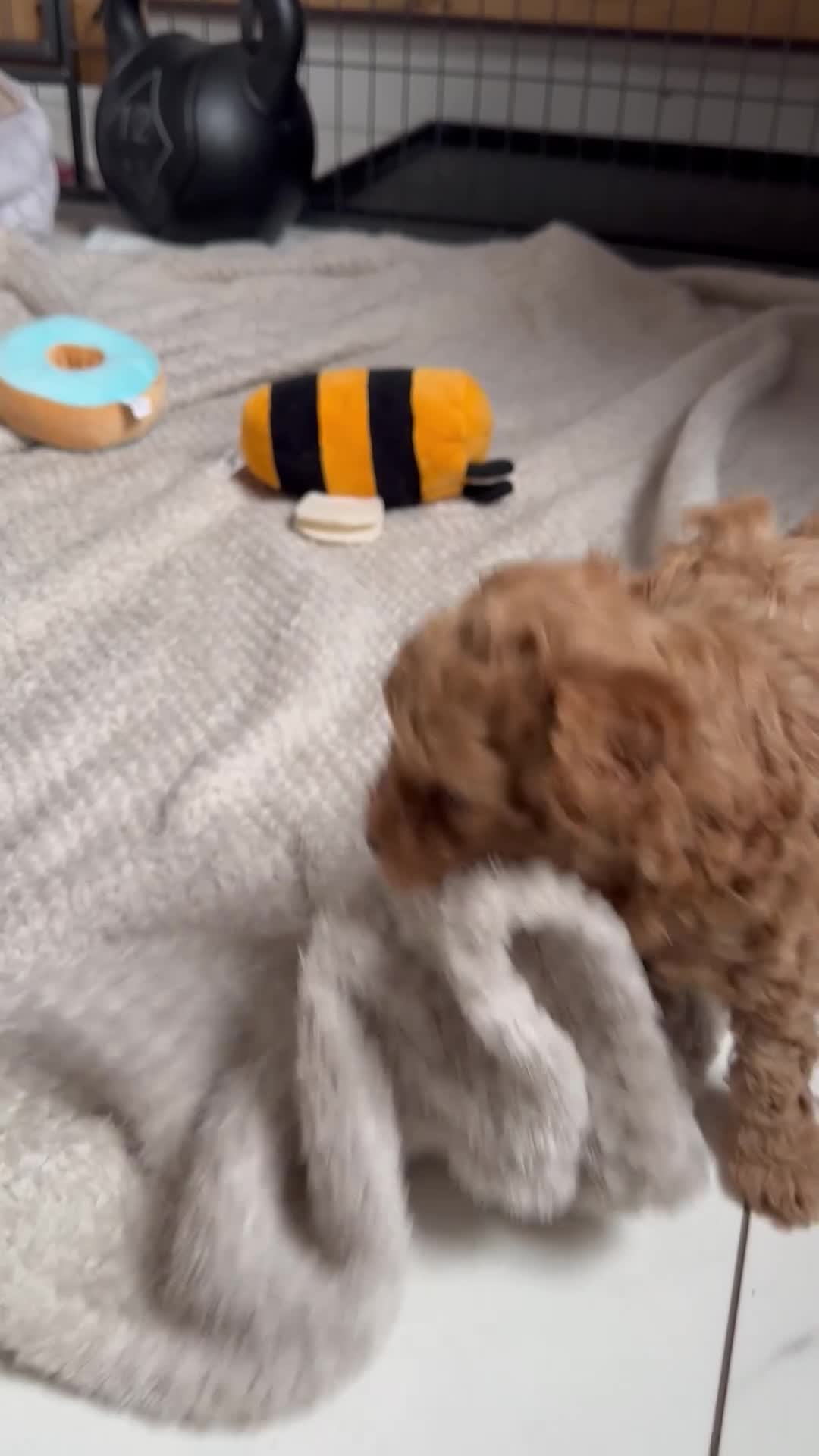 Toy Poodle dogs for sale: Ready now 🏡🐩❤️ 2x gorgeous toy poodle BOYS - Video 2