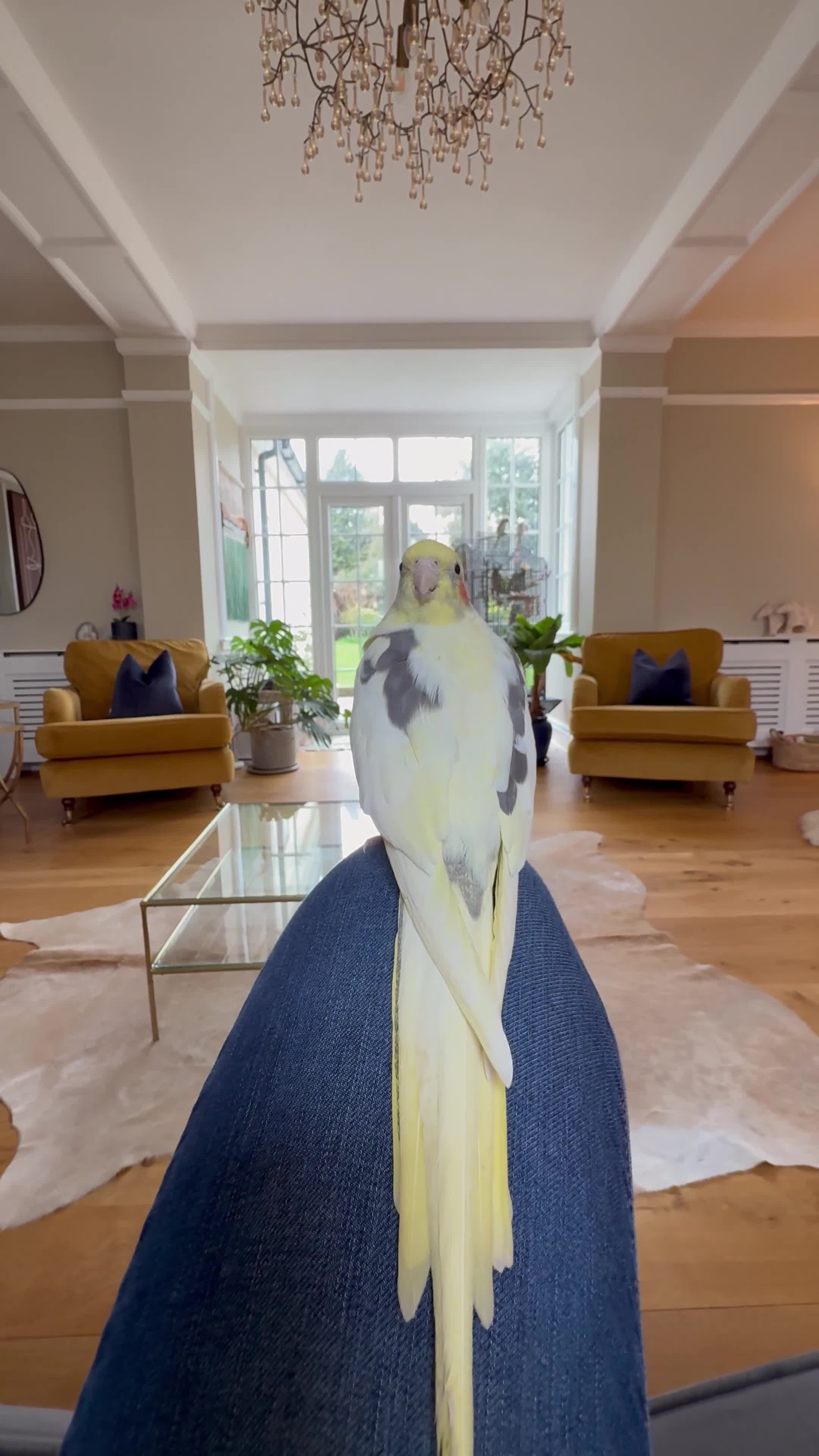 Cockatiels birds for sale: Trio of Bonded Cockatiels + Full Setup - Video 2