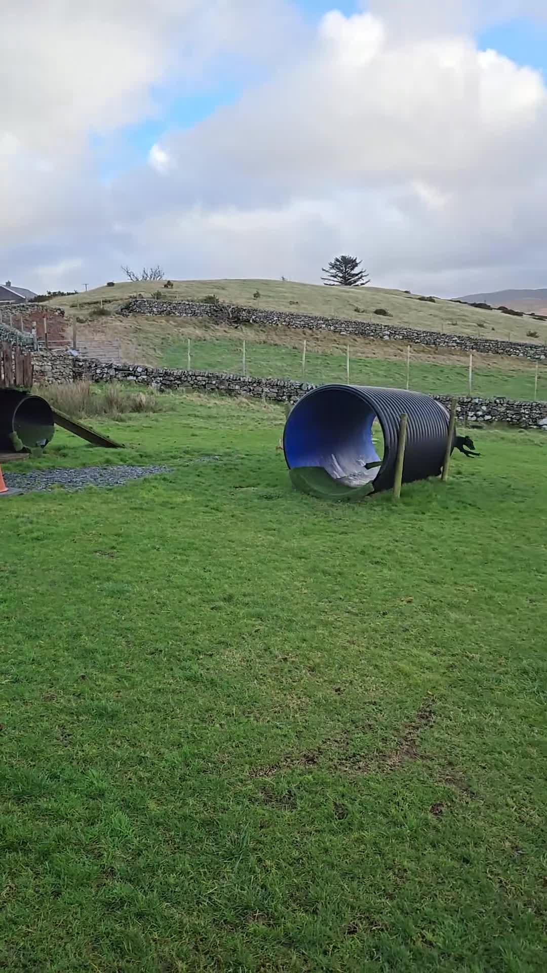 Lurcher dogs for sale: Kit - looking for loving home - Video 2