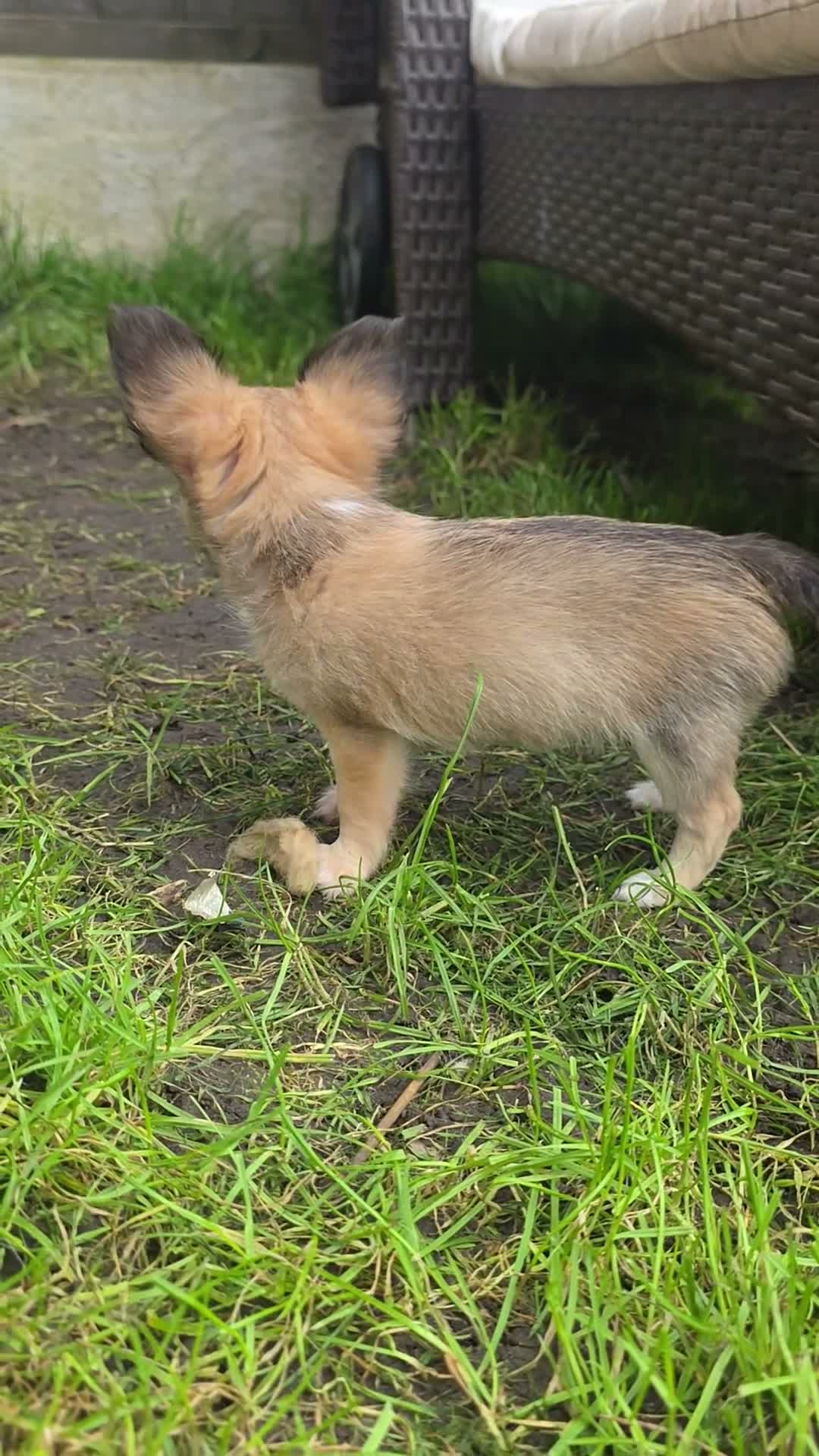 Chihuahua dogs for sale: READY NOW- Rare full white & fawn sable chihuahuas - Video 2