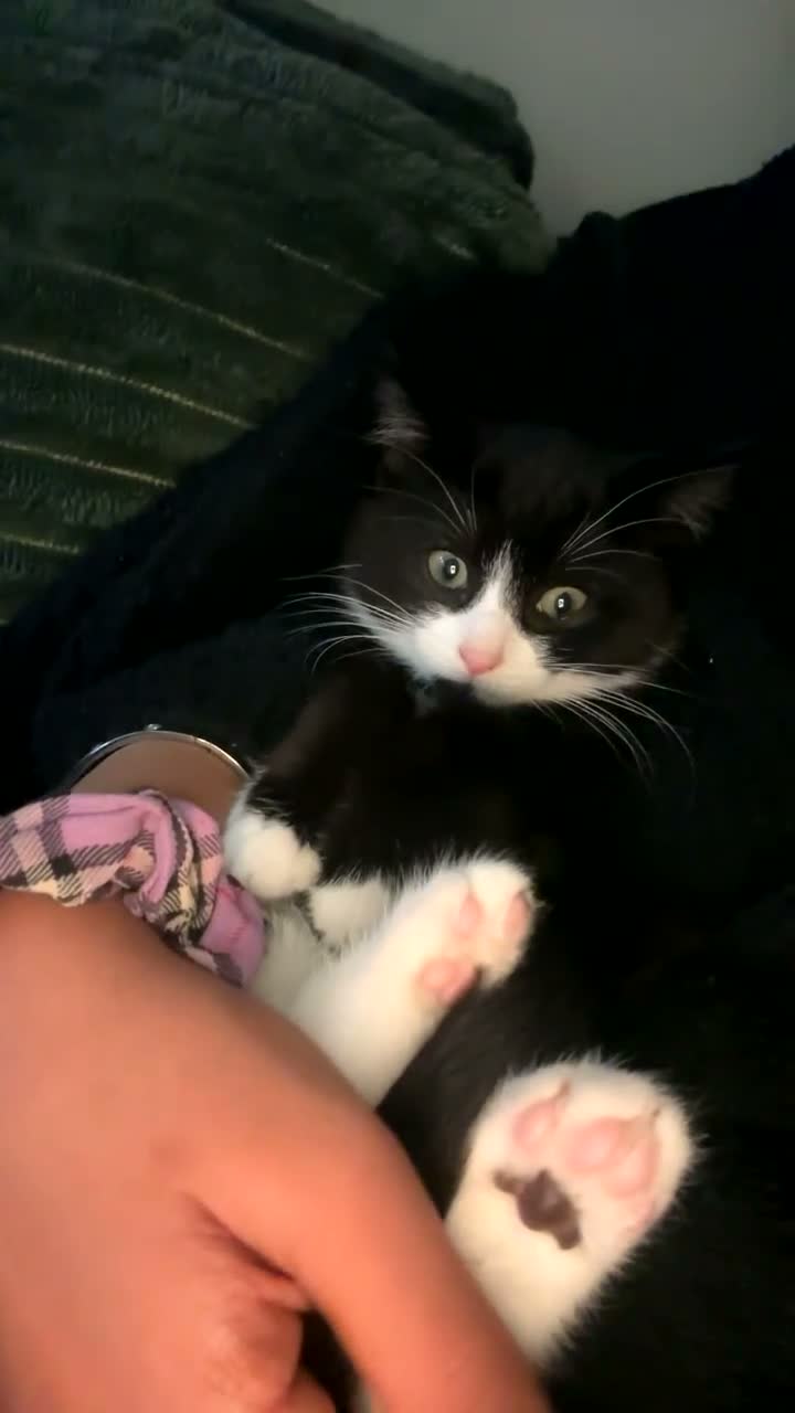 Mixed Breed cats for sale: Tuxedo kitten  - Video 2