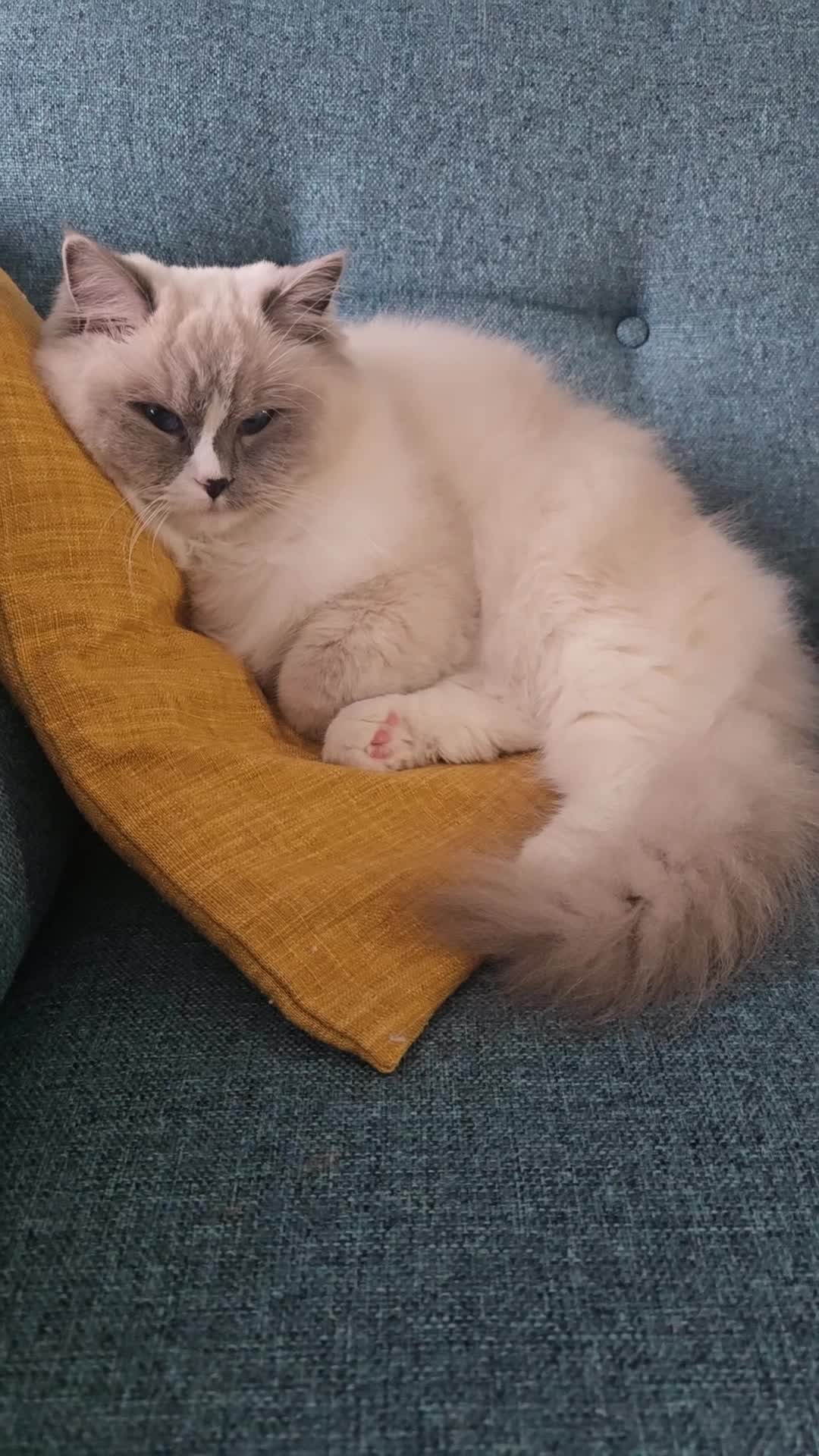 Ragdoll cats for sale: Pedigree ragdoll cats - Video 3