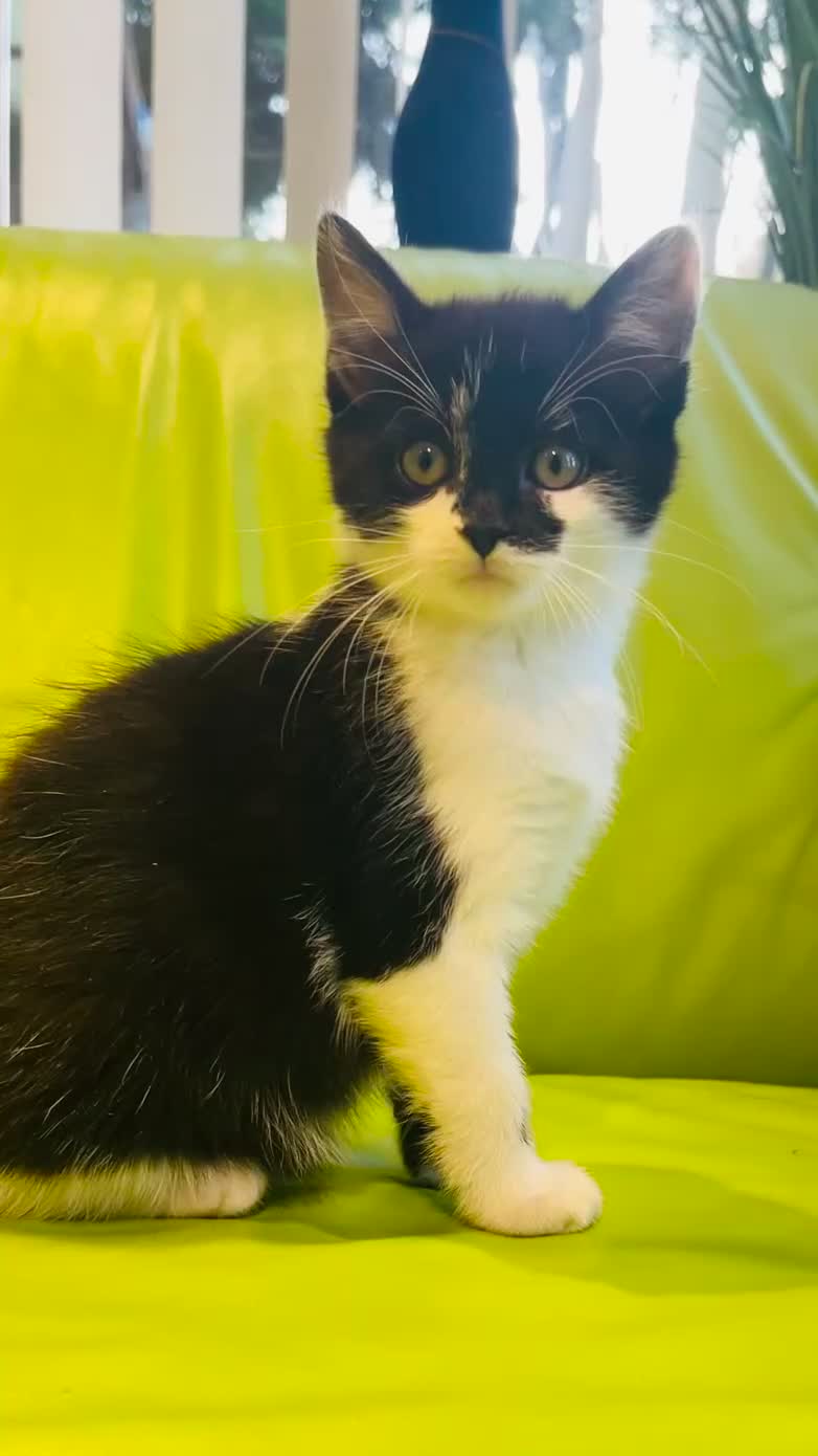 Mixed Breed cats for sale: Wonderful ,healthy clever village Kittens for sale - Video 1