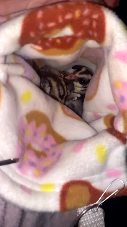 Sugar Glider rodents for sale: Bonded pair of sugar gliders  in Rochester - Video 2