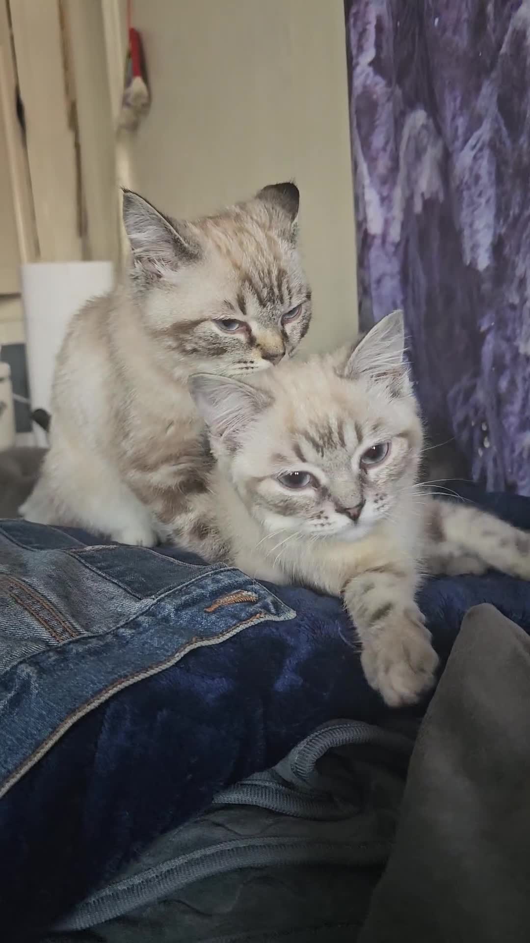 British Shorthair cats for sale: British short hair kittens available  - Video 2
