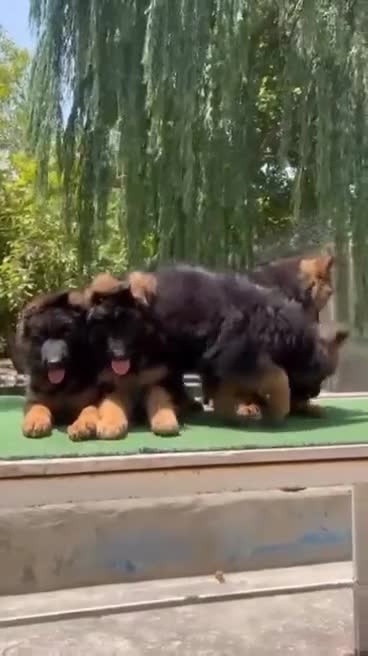 German Shepherd dogs for sale: 🐾🖤 Beautiful German Shepherd Pups for Sale 🐶✨ - Video 1