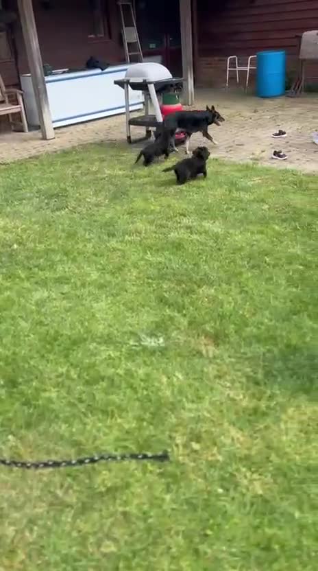 Bordoodle dogs for sale: 🩷 Beautiful F1 Bordoodle puppies 2 left 🩷 in Wokingham - Video 3