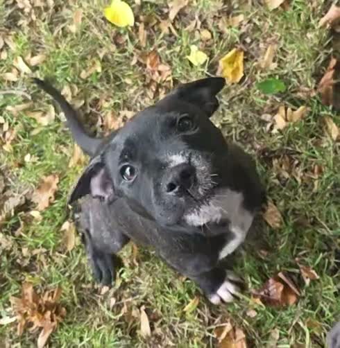 Staffordshire Bull Terrier dogs for sale: 🐾 One Boy Left, KC Reg, Eye Tested, HC & L2HGA 🐾 - Video 3