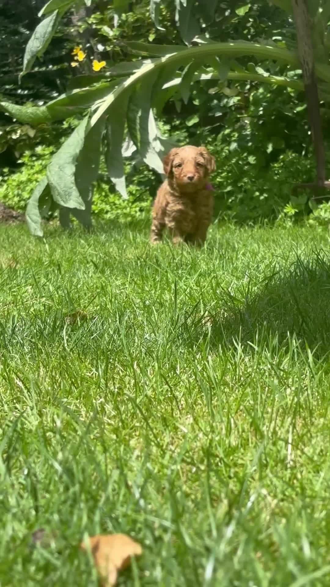 Bordoodle dogs for sale: Miniature Bordoodle Puppies - Video 5