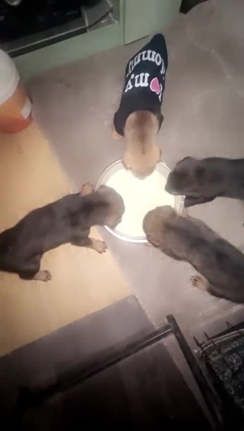 German Shepherd dogs for sale: German shepard pups - Video 1
