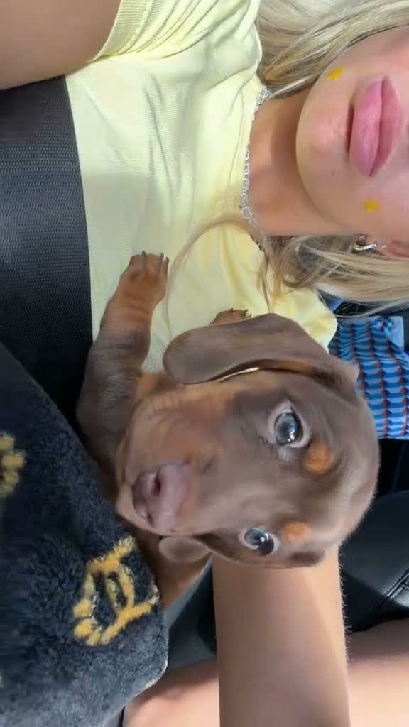 Miniature Dachshund dogs for sale: Miniature dachshund  in Glasgow - Video 3