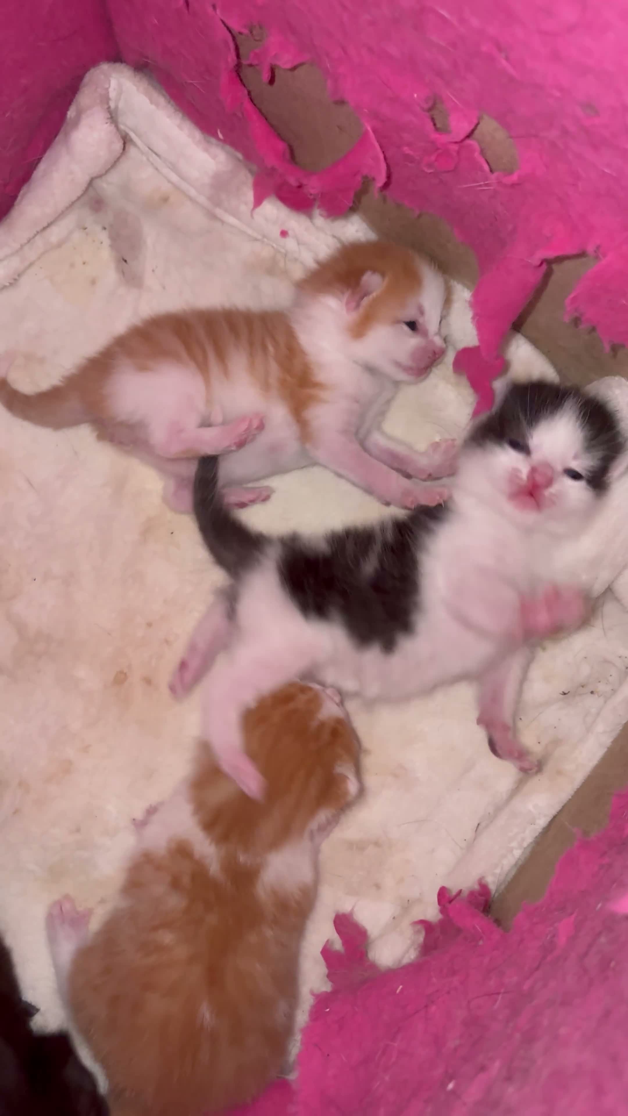 Mixed Breed cats for sale: READY TO LEAVE *2left* Part ragdoll kittens  - Video 3