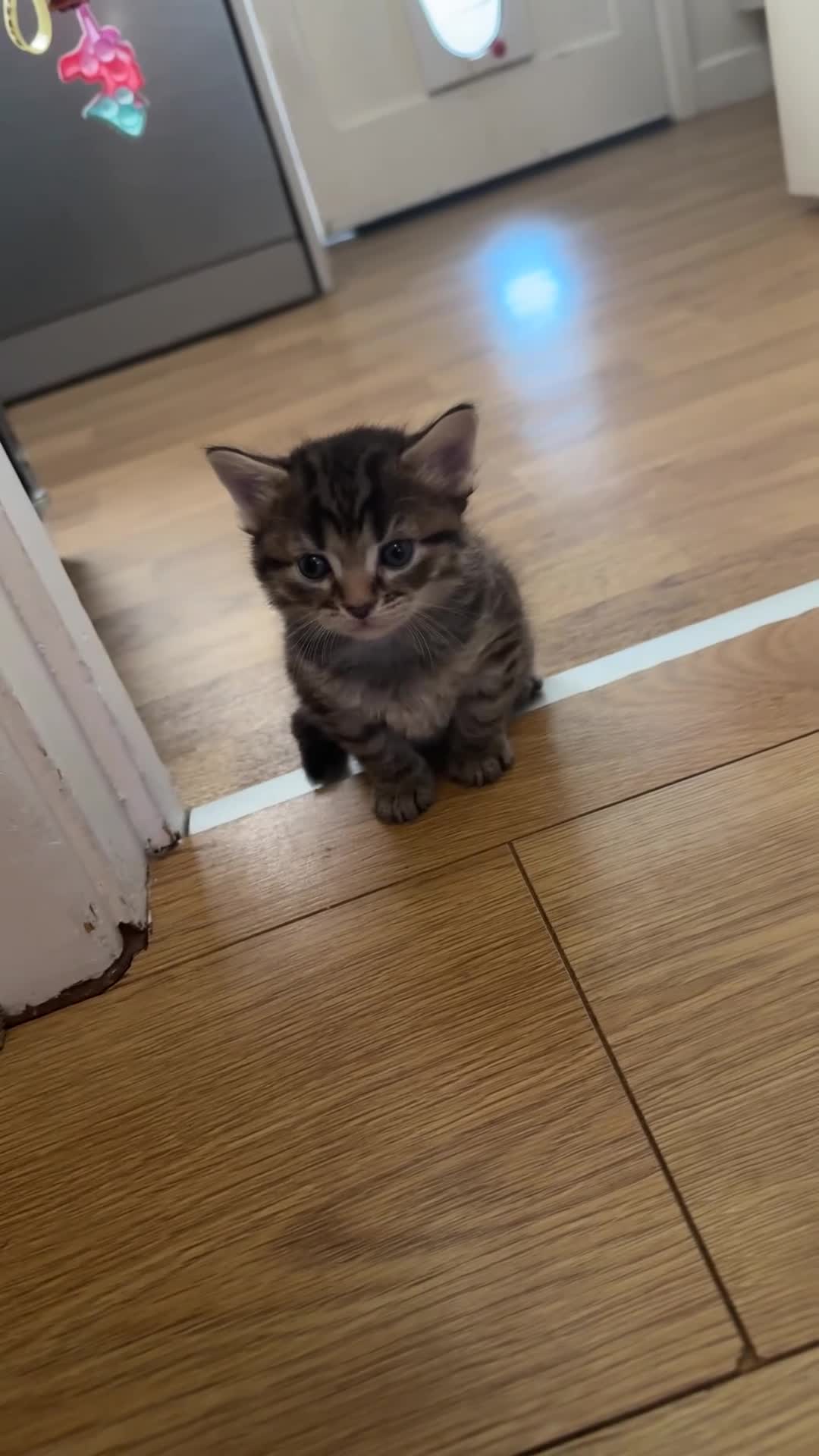 Mixed Breed cats for sale: Two sets of litter  in Cambridge - Video 3