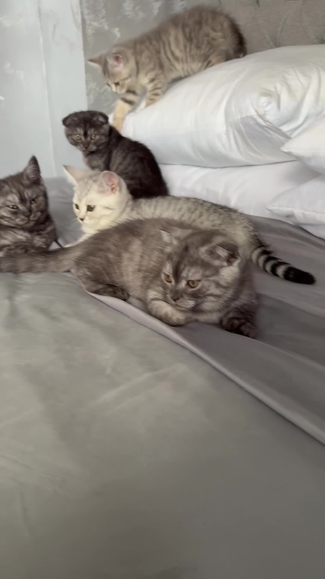 Scottish Fold cats for sale: 5 kittens Ready to find their forever homes  - Video 1