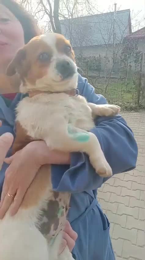 Mixed Breed dogs for adoption: 🐾MONA-LISA – FOUND IN A DITCH… NOW READY FOR LOVE - Video 2