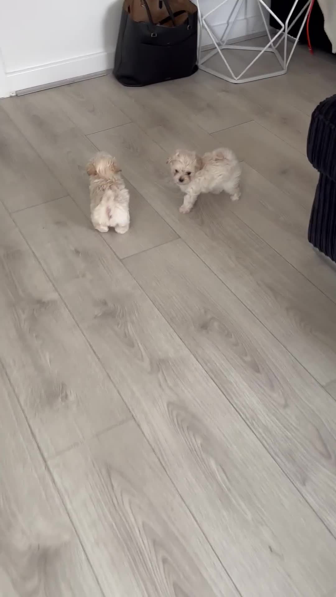 Maltipoo dogs for sale: Adorable Micro Maltipoo f1s  - Video 1