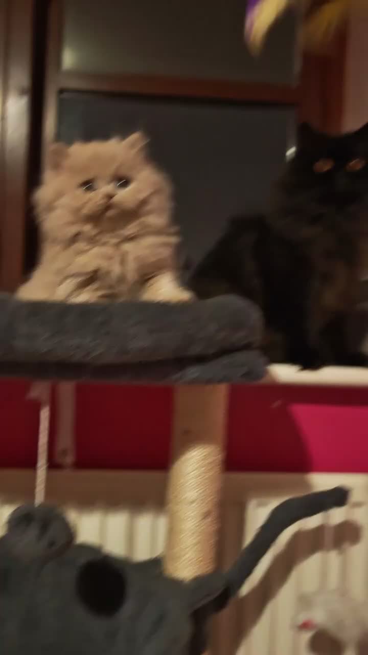 British Longhair cats for sale: British Longhair fawn boy available  - Video 2