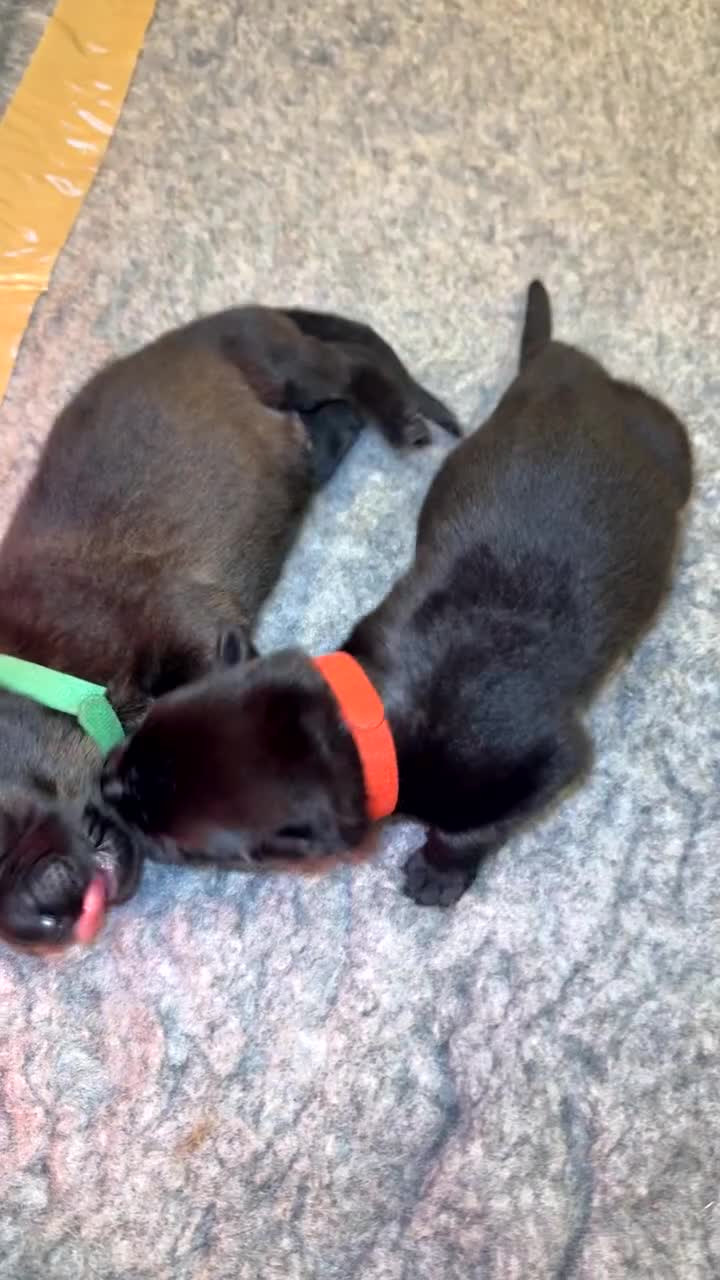 German Shepherd dogs for sale: Pedigree, Czech Line, Straight Back - Video 2