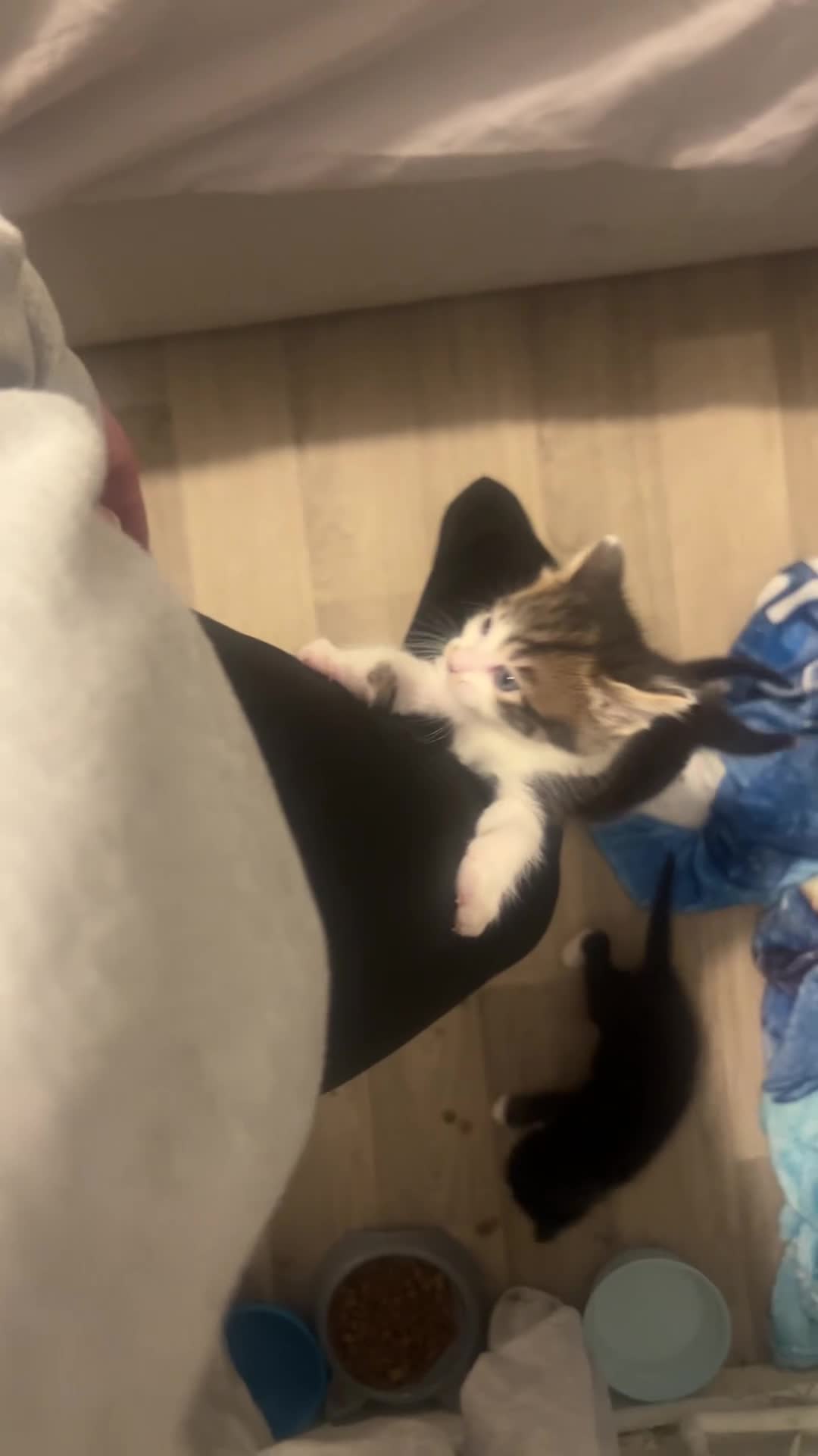 Mixed Breed cats for sale: 5 kitty’s looking for future homes in Hatfield - Video 1