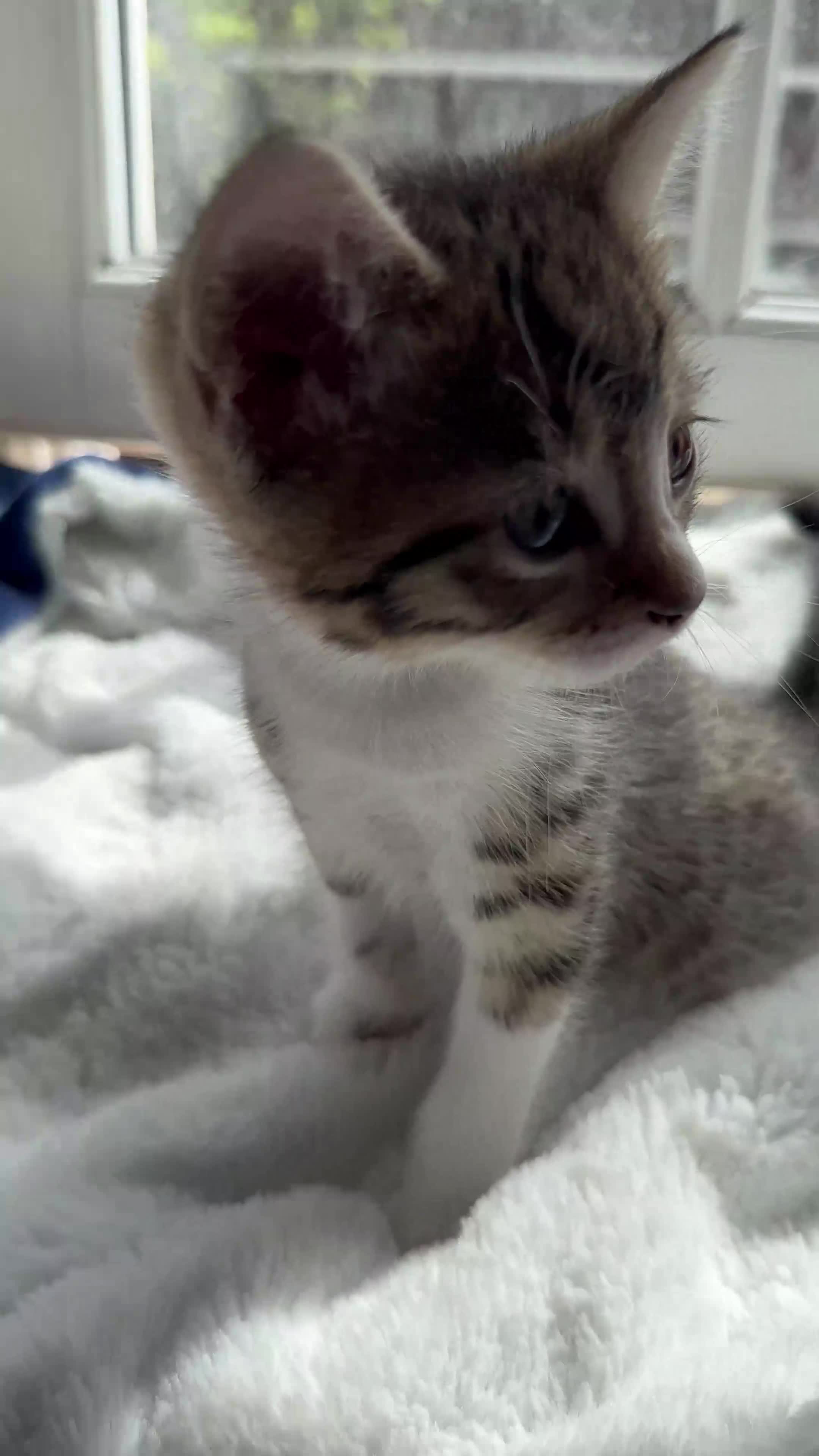 Domestic Shorthair cats for sale: Cute playful kittens ready for loving homes in London - Video 2
