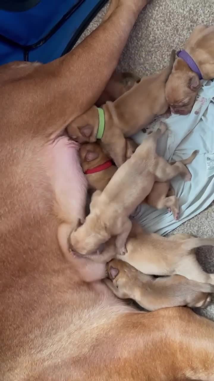 Dogue De Bordeaux dogs for sale: Dogue De Bordeaux Puppies in Durham - Video 1