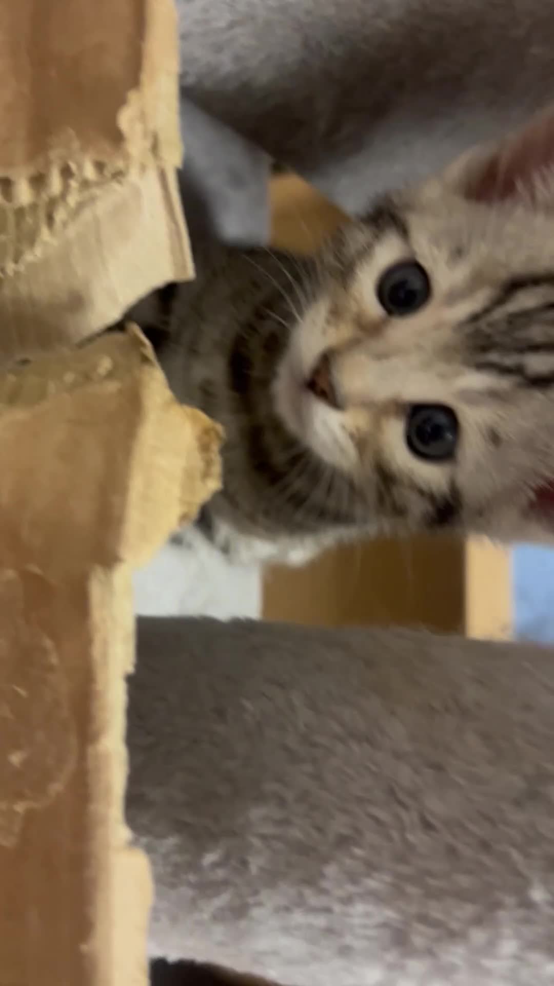 Bengal cats for sale: Bengal kittens  - Video 2
