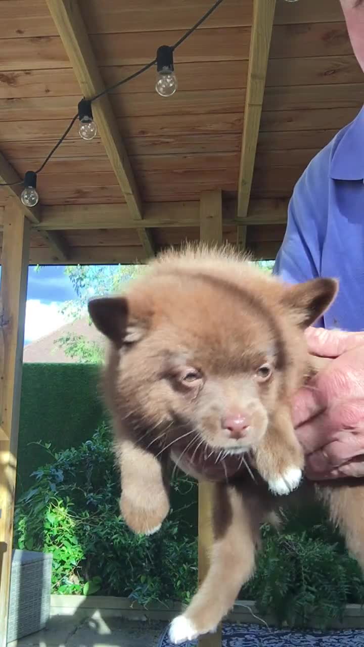 Pomsky dogs for sale: Four gorgeous pomskys - Video 1