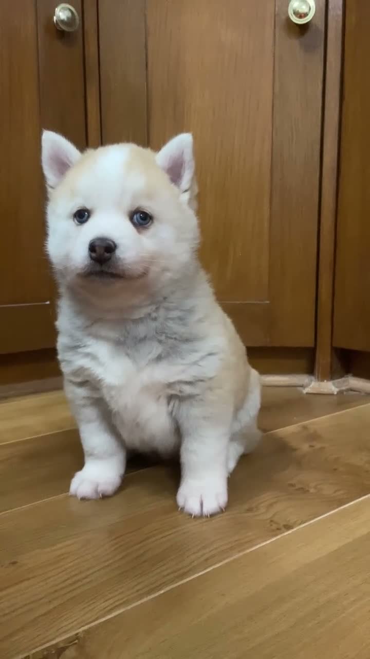Pomsky dogs for sale: Stunning Blue Eyed F4 Pomsky Puppies in Widnes - Video 3