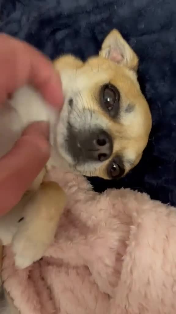 Chihuahua dogs for sale: Adorable chihuahua for adpotion - Video 1