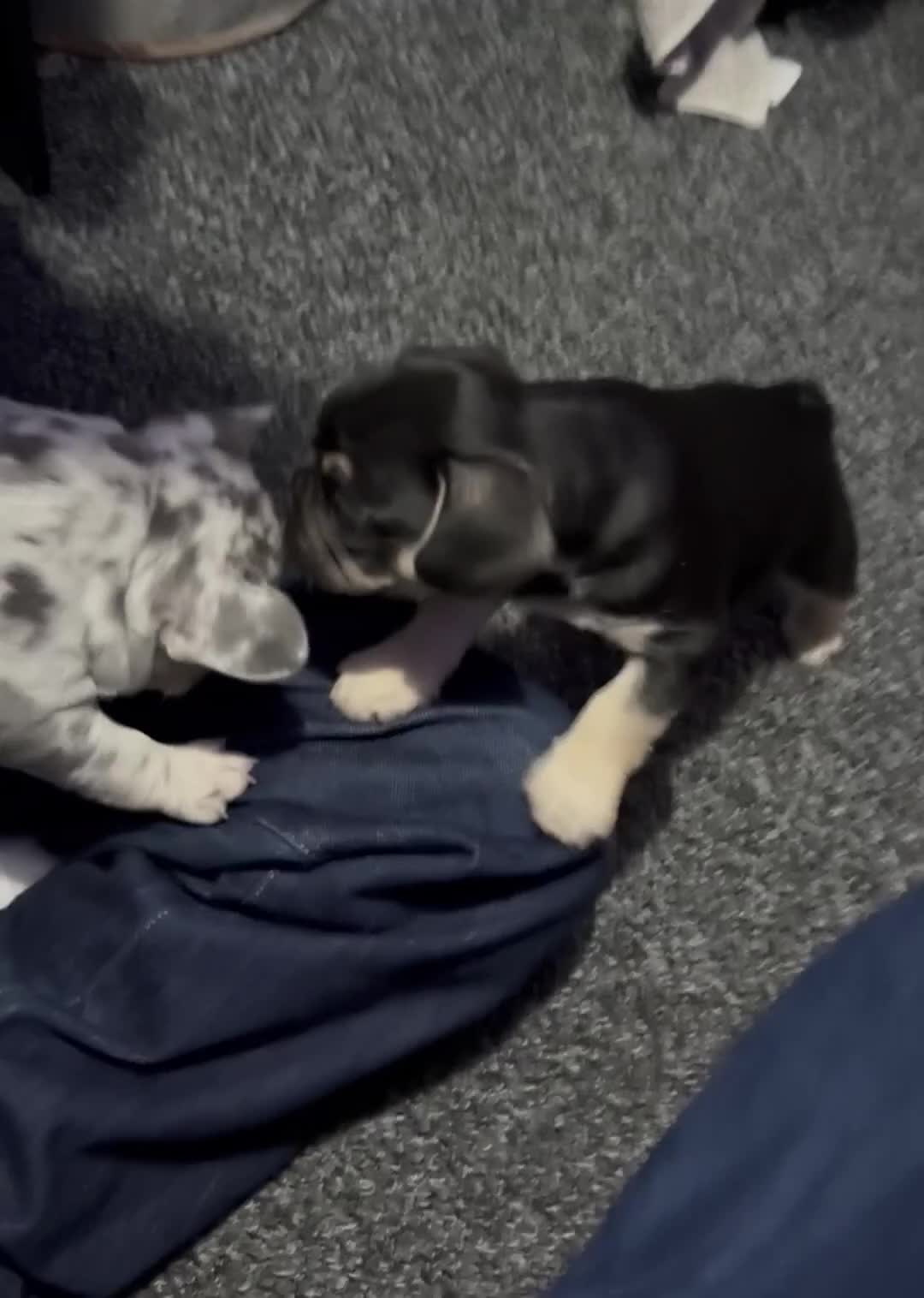 French Bulldog dogs for sale: Beautiful French Bulldog Puppies  - Video 3