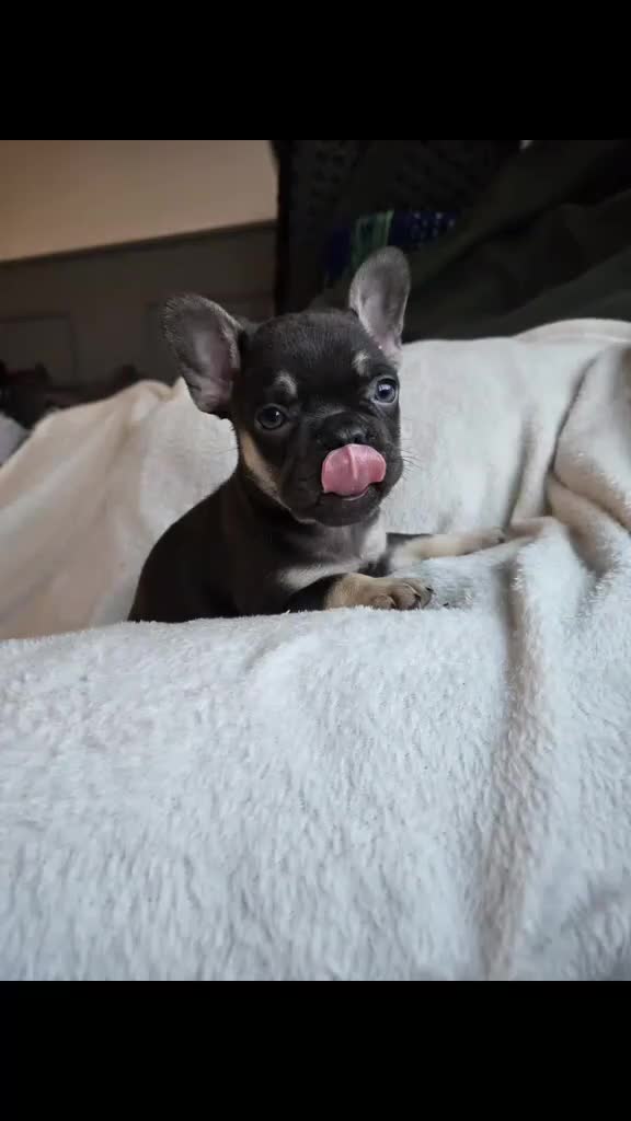 French Bulldog dogs for sale: frenchie pups merle ready now - Video 2