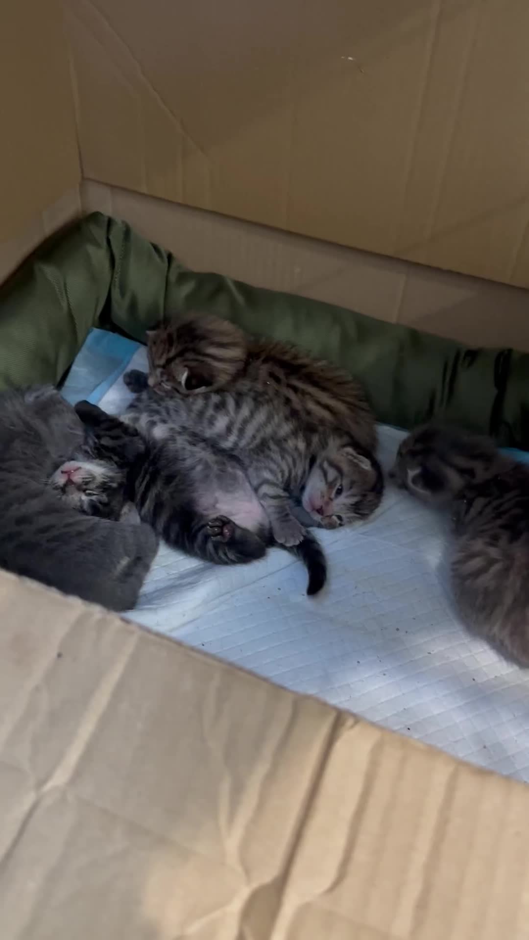 British Shorthair cats for sale: BEAUTIFUL BRITISH SHORT HAIR CROSS KITTENS - Video 2